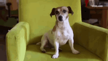 Dogs Thinking GIF - Dogs Thinking Confused GIFs