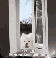 samoyed everfrost everfrost samoyed everfrost_samoyed twitch