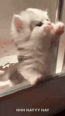 a kitten is standing on its hind legs and looking out a window .
