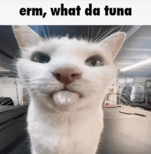 Erm What Da Tuna Tuna Cat GIF - Erm What Da Tuna Tuna Cat Confused Idiot Cat GIFs