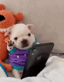a french bulldog puppy is looking at a cell phone while wearing a purple shirt .