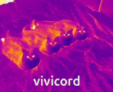 Vivicord Cats GIF
