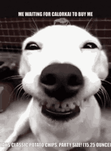 calorkai lays potato chips dog smiling