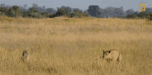 Lioness Hunting Savage Kingdom GIF