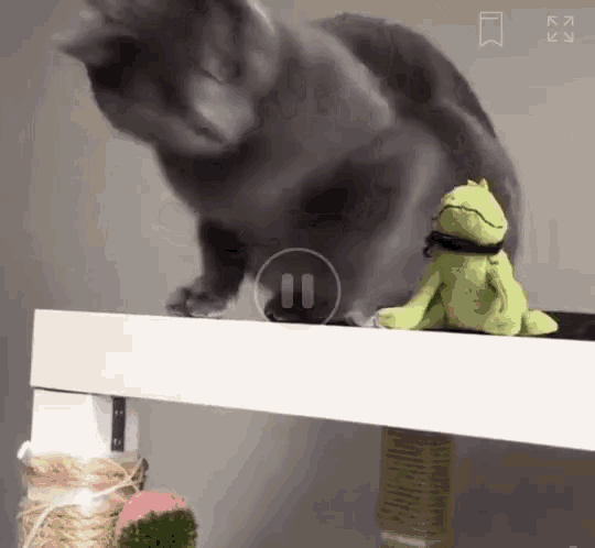 Angry Cat GIF - Angry Cat Pissed - Discover & Share GIFs