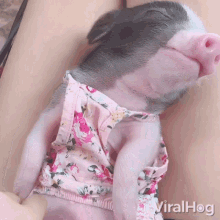 Pig Viralhog GIF - Pig Viralhog Piggy GIFs