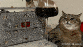 a cat sits next to a glass of wine and a purse with rhinestones