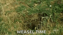 natgeowild worldsdeadliest stoat popup animal