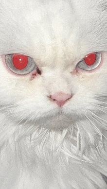 Luna Angry Cat GIF - Luna Angry Cat GIFs