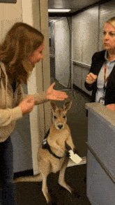 a kangaroo wearing a badge that says ' a ' on it