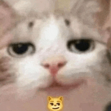Smirk Cat Smirk GIF