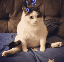 Curious Cat GIF - Curious Cat GIFs