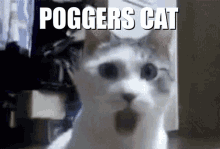 Poggers Cat GIF - Poggers Cat GIFs