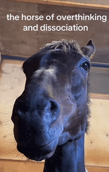 a horse with the words " the horse of overthinking and dissociation " written above it