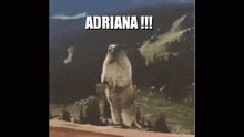 Adriana Ahhhhh GIF - Adriana Ahhhhh Screaming Marmot GIFs