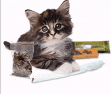 a kitten sitting next to a bag of marijuana