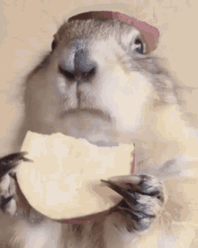 Hamster Eat Apple GIF - Hamster Eat Apple GIFs