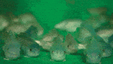 a group of fish are swimming in a green tank and looking at the camera