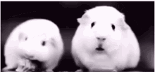 Shocked Guiena Pig GIF - Shocked Guiena Pig GIFs