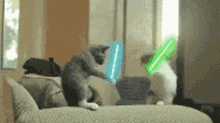 cat fight lightsaber play kitten kitty