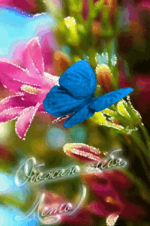 Flower Butterfly GIF - Flower Butterfly GIFs