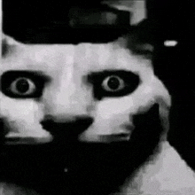 a black and white photo of a cat with a hat on its head .
