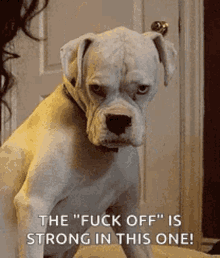 Dogs Boxer GIF - Dogs Boxer Seriously GIFs