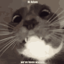 Hi Adam We Have Been Waiting GIF