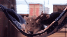 Rats Hammock GIF - Rats Hammock Cute GIFs