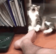Cat Toes Cat Play GIF