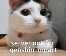 Server Not For Genshin Impact Cat GIF