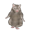 Kreed Rat Sticker