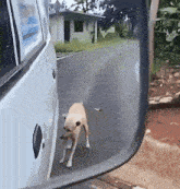 a small dog is walking along the side of a road