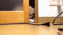 Cat Gimme That GIF - Cat Gimme That Halp Me GIFs
