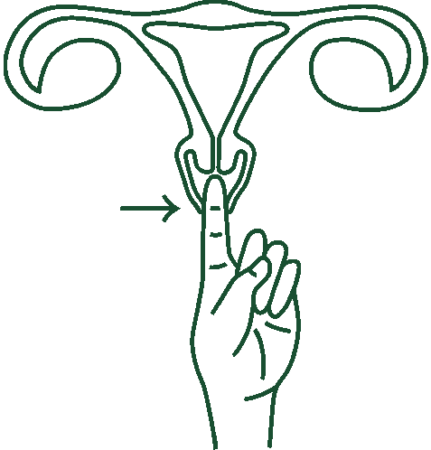 Cervix Uterus Sticker - Cervix Uterus Menstrual Cup Stickers
