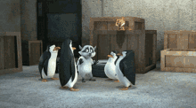 The Penguins Of Madagascar Tpom GIF - The Penguins Of Madagascar Tpom Nicktoons GIFs