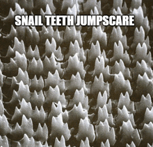 Snail Animal Fact GIF - Snail Animal Fact Jumpscare GIFs