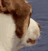 a close up of a brown and white dog 's face .