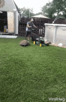 Viralhog Turtle GIF