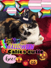 a calico cat wearing a witch hat is on a red blanket