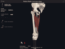 gracilis muscle medial rotation knee medial rotation