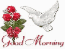 Good Morning Dove GIF - Good Morning Dove Roses GIFs