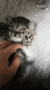 Manul Pallas Cat GIF - Manul Pallas Cat Kitten GIFs