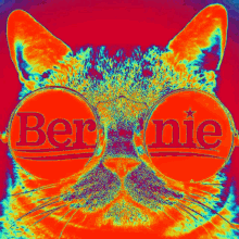 Bernie 2020 GIF - Bernie 2020 Cat GIFs
