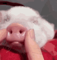 Pig Nose GIFs | Tenor