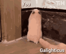 Galighticus You GIF - Galighticus You Hamster GIFs