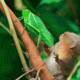 a squirrel is eating a grasshopper on a tree branch