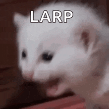 a close up of a white cat with its mouth open and the word larp written on it .
