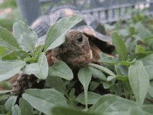 Tortuga Hiding GIF - Tortuga Hiding Stalking GIFs