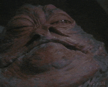 a close up of a creature 's face with the word ninja on the bottom